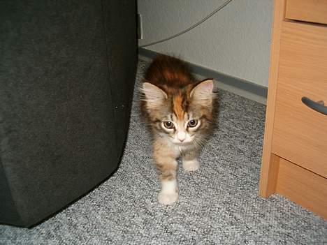 Maine Coon Zeneva billede 2