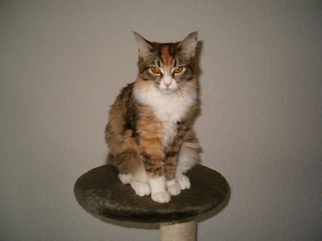 Maine Coon Zeneva - Stolt på sit nye kradsetræ billede 3