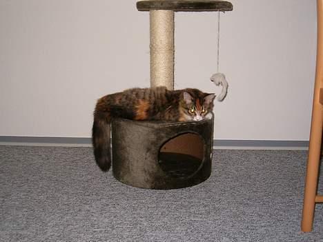 Maine Coon Zeneva - Det er så dejligt, mit nye kradsetræ billede 4