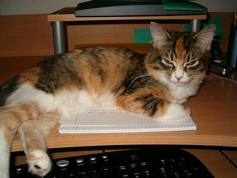 Maine Coon Zeneva - Her ligger jeg rigtig godt. Foran skærmen, så jeg kan få rigtig meget opmærksomhed :) billede 5