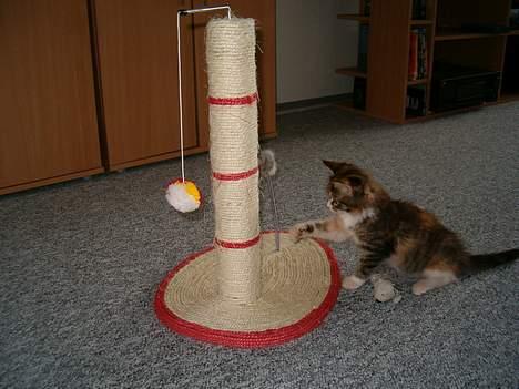 Maine Coon Zeneva billede 6