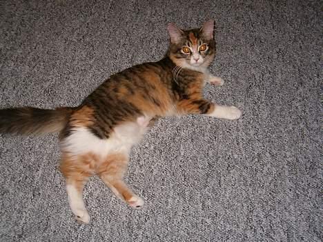 Maine Coon Zeneva billede 7