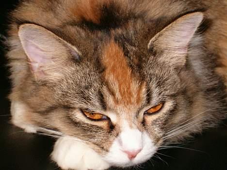 Maine Coon Zeneva billede 8