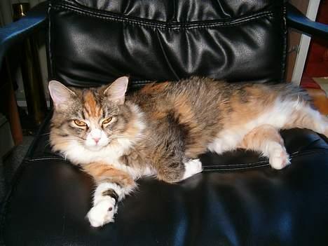 Maine Coon Zeneva billede 9