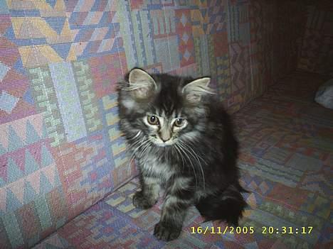 Maine Coon becka - det her er nyt billede 8