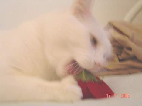 Blanding af racer Plet billede 7