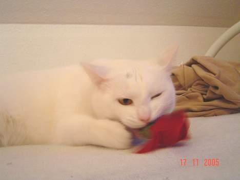 Blanding af racer Plet billede 8