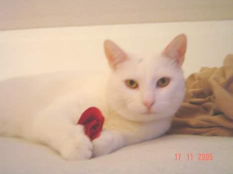 Blanding af racer Plet billede 9