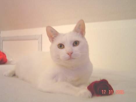 Blanding af racer Plet billede 10