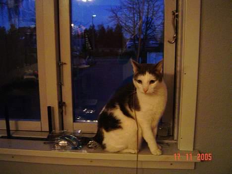 Blanding af racer Chilli billede 10