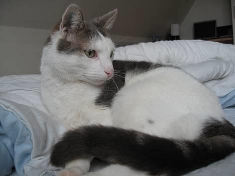 Blanding af racer Chilli billede 11