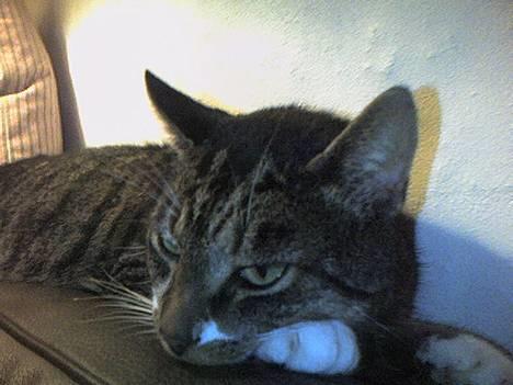 Europé *Løven Kis* - Sofaryggen er altid dejlig billede 2