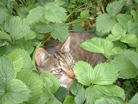 Europé *Løven Kis* - Jordbær Mums billede 3