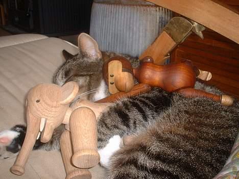 Europé *Løven Kis* - Slappe af det er dejligt, når det er med mine bedste venner billede 4