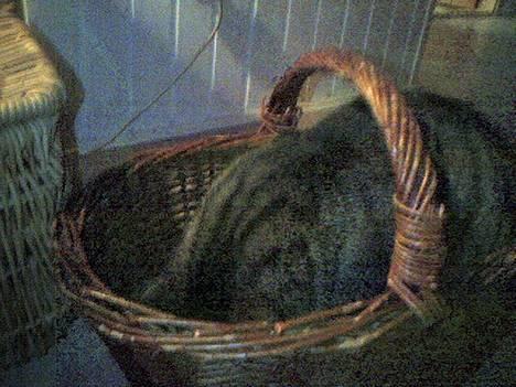 Europé *Løven Kis* - I kurven billede 5