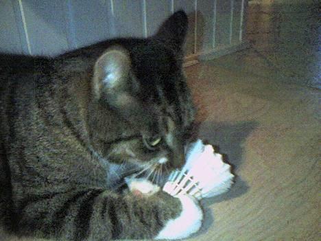 Europé *Løven Kis* - DØ badmintonbold billede 8