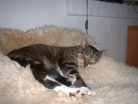 Europé *Løven Kis* - Lammeskind er altid blødt billede 9