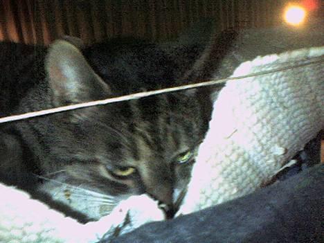 Europé *Løven Kis* - på tørestativet billede 10