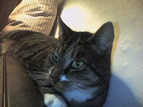 Europé *Løven Kis* - Hvad sker der i TV´et ? billede 11