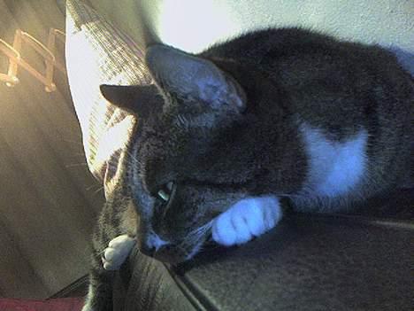 Europé *Løven Kis* - Når der var ikke noget alligevel billede 12