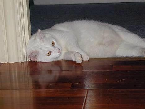 Blanding af racer Plet billede 11