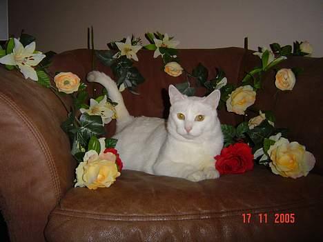 Blanding af racer Plet billede 12