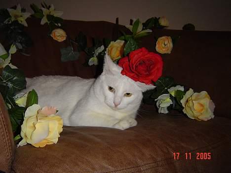 Blanding af racer Plet billede 13