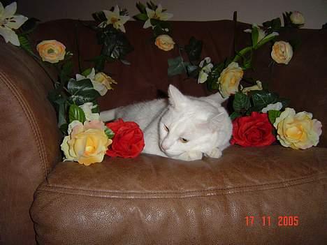 Blanding af racer Plet billede 14