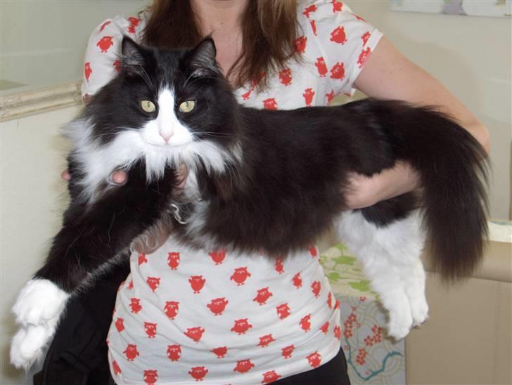 Norsk Skovkat Basil - smukke Basse billede 1