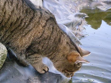 Huskat Tiger - ved dammen :P billede 17