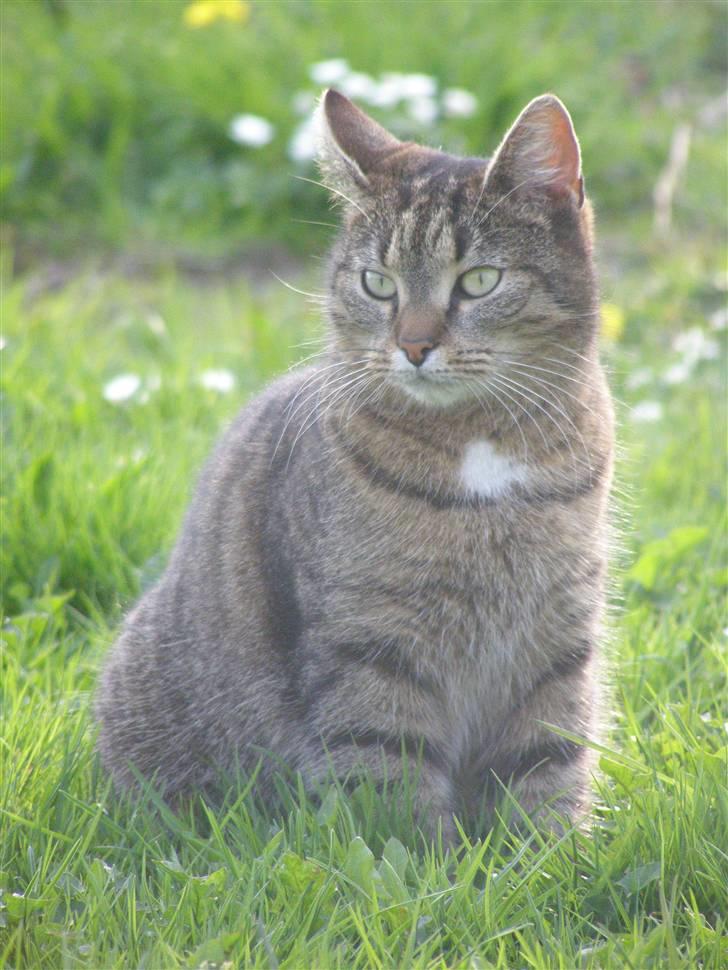 Huskat Tiger - gad vide hva Bamse laver??? billede 18