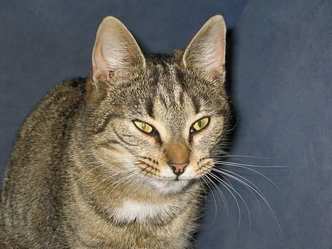 Huskat Tiger - Tiger griner =P billede 19