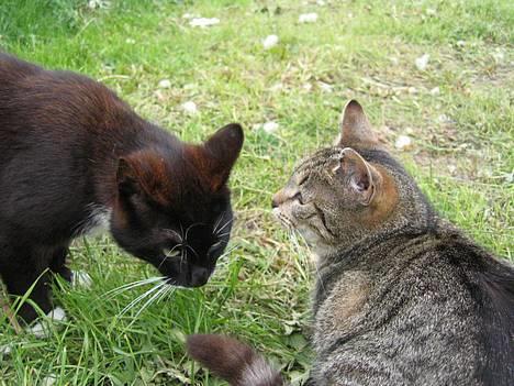 Huskat Tiger - Tiger med hendes bror Bamse =) billede 20