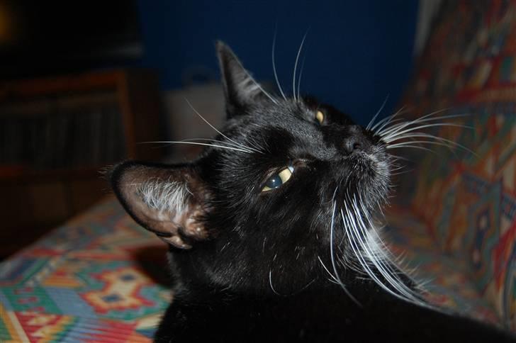 Blanding af racer Oliver<3 billede 8