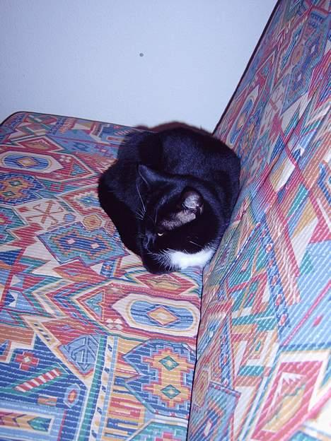 Blanding af racer Oliver<3 billede 9