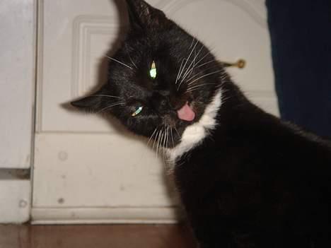 Huskat Ursula *DØD* - At gøre sig ren er noget dagen går med =) billede 10