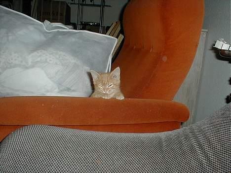 Blanding af racer millemis - billede taget den 17-11-2005.. mille er for doven til at ligge sig ned ogsove.. hun er begyndt af få noget nyt mad og er meget tilfreds  billede 8