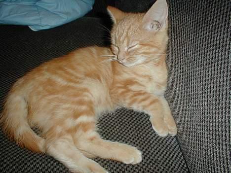 Blanding af racer millemis - åååååhhh hvor er jeg dejlig mæt og dovner den... jeg var enda for doven til at ligge mig ned da jeg ville sove :-) billede 9