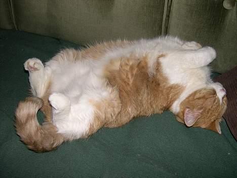 Blanding af racer Futte billede 7