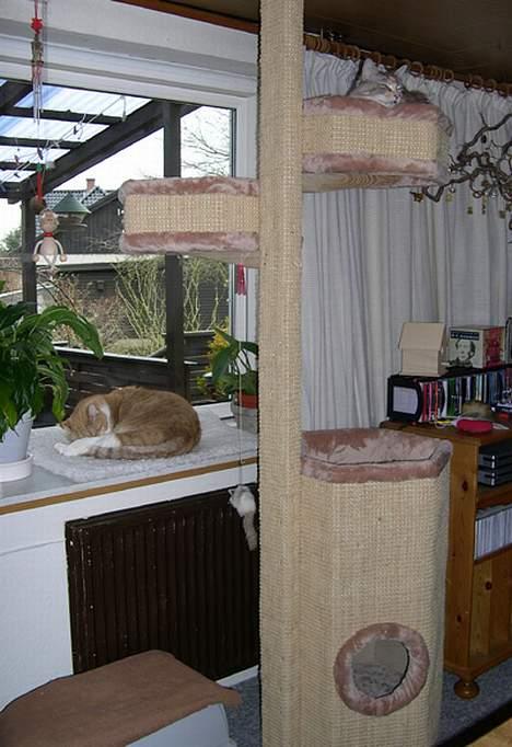 Blanding af racer Futte - Her er jeg i vindueskarmen og min store søster ligger i den øverste rede.             billede 8