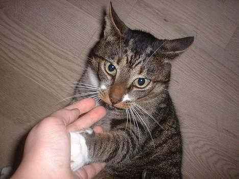 Europé *Løven Kis* - Du gav mig 5 og nu får du tæsk !! billede 14