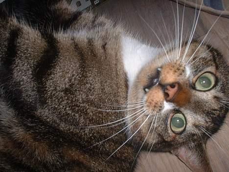 Europé *Løven Kis* - Skal du have slag ?? billede 15