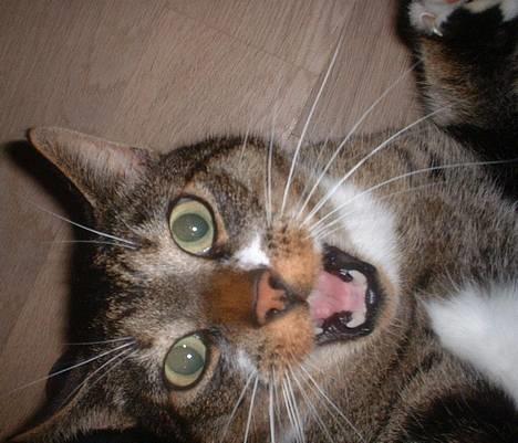 Europé *Løven Kis* - Skal jeg lave pølser af dine Finger ?? billede 16