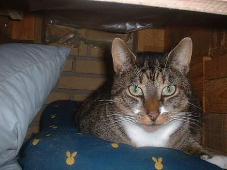 Europé *Løven Kis* - Mit dejlige hus !! billede 17