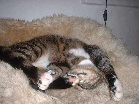 Europé *Løven Kis* - MarJ !! billede 18