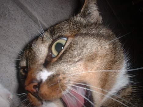 Europé *Løven Kis* - Nu får du lavet pølser af dine finger !! billede 19