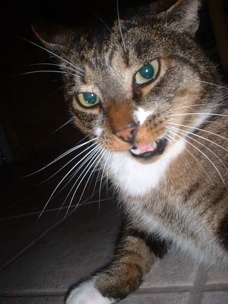 Europé *Løven Kis* - I kill you !! billede 20