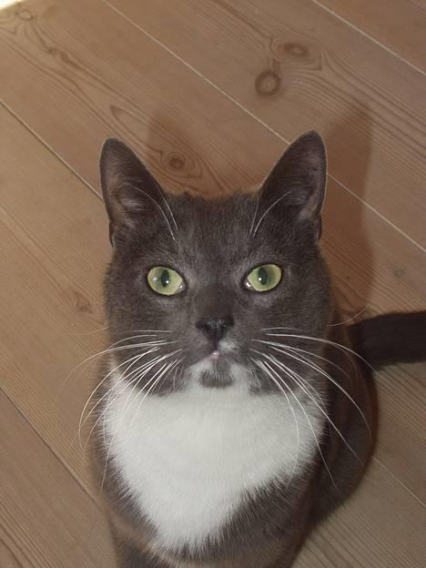 Blanding af racer Sylle    (Død...) billede 1