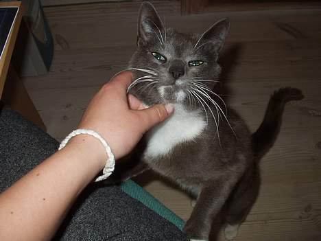 Blanding af racer Sylle    (Død...) billede 2