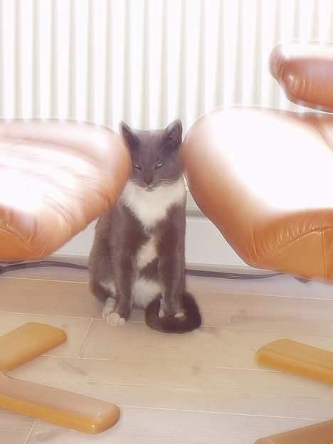 Blanding af racer Sylle    (Død...) billede 3